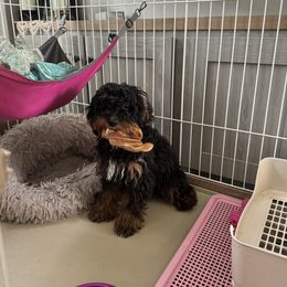 Cavapoo Puppies from Susan Worrell