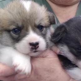 Pembroke Welsh Corgis from Westside Corgis