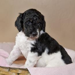 Luna - Parti female Goldendoodle puppy in Idaho Falls, Idaho from High Quality Goldendoodles