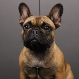 French Bulldog and Mastiff All Grown Up from Divine Mastiffs Ashlan French Bulldogs