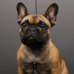 French Bulldog and Mastiff All Grown Up from Divine Mastiffs Ashlan French Bulldogs