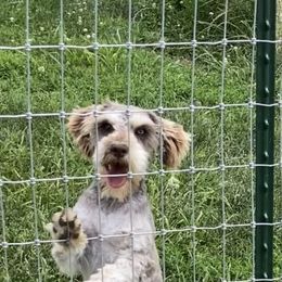 Chip - Miniature Schnauzer