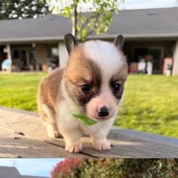 Boy 2 - Sable male Pembroke Welsh Corgi puppy in Snelling, California from A/L Corgi Canines