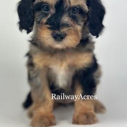 Miley - Merle female Goldendoodle puppy in Milford, Indiana from Railway Acres Kennel