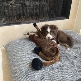 Miniature Australian Shepherd Puppies from Integrity Aussies Tx