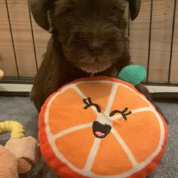 Miniature Schnauzer Puppies from Magnolia Schnauzers