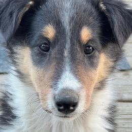 Boy 3  Kelsey - male Scottish Collie puppy in Newcastle, Wyoming from Wykota 7K Scottish Collies