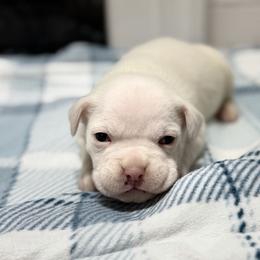Boy 2 - White male Boxer puppy in Prestonsburg, Kentucky from Bre’s Boxers