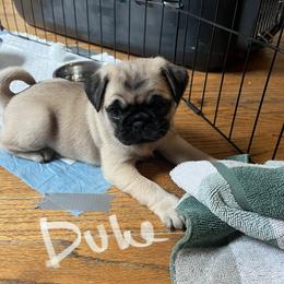 Pug Puppies from 901 Pugs
