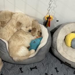 Golden Retriever Puppies from Amore Doro’ N Marshell Golden’s