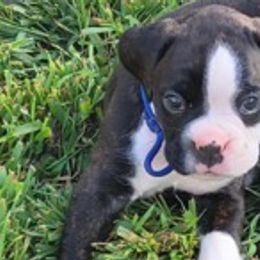 Boxers from Kristina's Pups