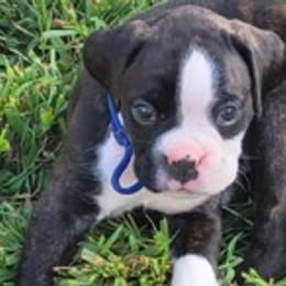 Boxers from Kristina's Pups