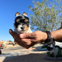 Linus - Biewer Terrier puppy from De La Rosa Biewers