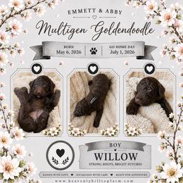 12. WILLOW - GREY COLLAR BOY - Chocolate male Goldendoodle puppy in Charlo, Montana from Heavenly Hilltop Farm