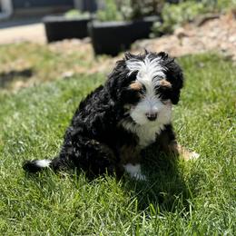 Tostito - Tri-color male Bernedoodle puppy in Northglenn, Colorado from Colorado Bernedoodle Babies