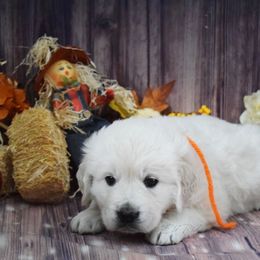 Golden Retriever Puppies from ElkRidge Goldens
