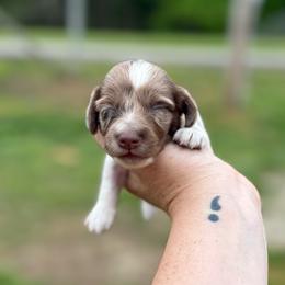 Costa Hummingbird - Boy 4 - Dapple male Dachshund puppy in Corbin, Kentucky from Steele Half Acre Homestead