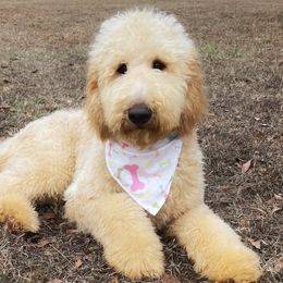 Dutton - Goldendoodle puppy in Chesnee, South Carolina from Pampered Paws Unlimited