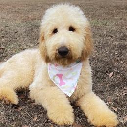 Dutton - Goldendoodle puppy in Chesnee, South Carolina from Pampered Paws Unlimited
