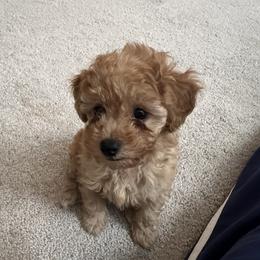 Poodle Puppies from ItalianToyPoodles