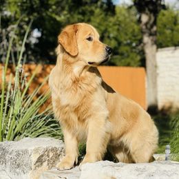 Golden Retrievers from Eastleigh Goldens