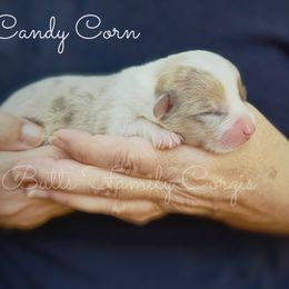 Candy Corn - Sable merle and white female American Corgi puppy in Cameron, North Carolina from Butts Family Corgis