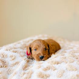 Honey - Red  female Goldendoodle puppy in Elizabethtown, Kentucky from Reddy Poodles & Doodles