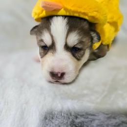 Kane - Red and white male Siberian Husky puppy in Kansas City, Missouri from Anuun's Huskies