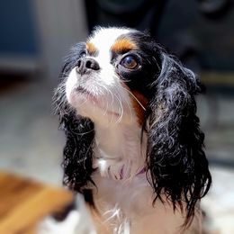 Queenie - Cavalier King Charles Spaniel