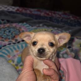 Targaryen - Fawn male Chihuahua puppy in Seneca, Missouri from Stephanie’s Puppy Colony