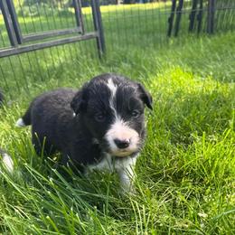 Sabbath - Black and white male Border Collie puppy in Barnstead, New Hampshire from ☘️ Clover Leaf’s Border Collies