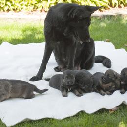 German Shepherd Puppies from Bmeerhuis German Shepherds