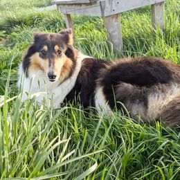 Harvest - Collie