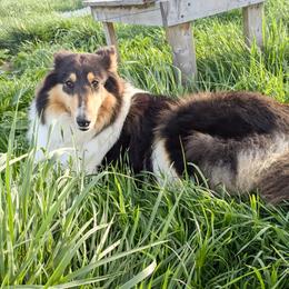 Harvest - Collie