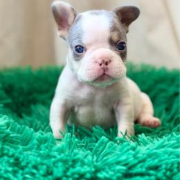 Grey - Tricolors male French Bulldog puppy in Wagoner, Oklahoma from Frenchie Frys