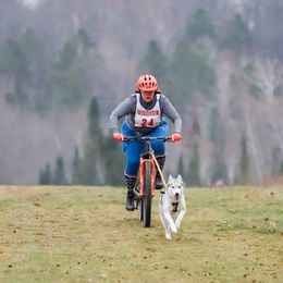 Siberian Husky All Grown Up from Burkeson Siberian Huskies