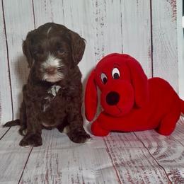 Chocolate Girl - Chocolate female Australian Labradoodle puppy in Saint Louis, Missouri from Gateway Australian Labradoodles