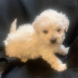 Black Collar Male - White male Bichon Frise puppy in Brainerd, Minnesota from ACC Ranch