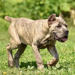 Cane Corso Puppies from Willow Creek Cane Corsos