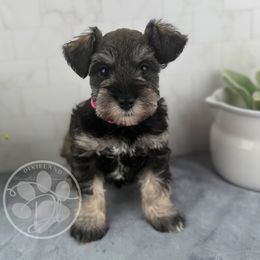 Aspen - Salt and pepper female Miniature Schnauzer puppy in Hockley, Texas from Dixieland Miniature Schnauzers