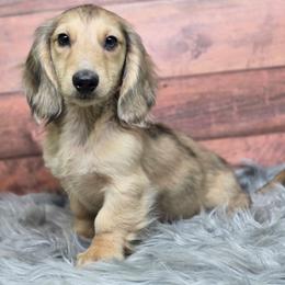 Q - Dachshund