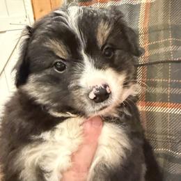 Little Joe - Black tri male Miniature American Shepherd puppy in Ballico, California from SierraVu Minis