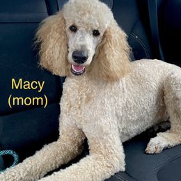 Poodle All Grown Up from Missy Trusty's Poodles