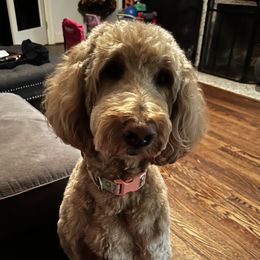 Sofie - Goldendoodle