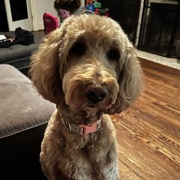 Sofie - Goldendoodle