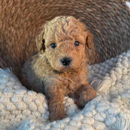 Drumstick - Red  male Poodle puppy in Concord, California from Golden State Good Dogs