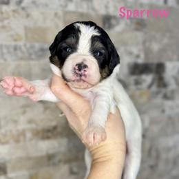 Sparrow - Black and white female Bernedoodle puppy in Midland, Michigan from Northern Charm Farm