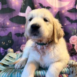 Boy 3 (Pentax) (green collar boy) - Light golden male Golden Retriever puppy in Hubbard, Ohio from Whickering Pines Golden Retrievers