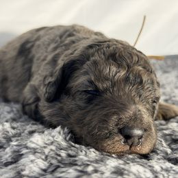 Frosty - Merle female Goldendoodle puppy in Windsor, Colorado from Front Range Family Doodles