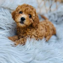 Ginger - female Cavapoochon puppy in Natural Bridge, Virginia from Rockbridge Puppies